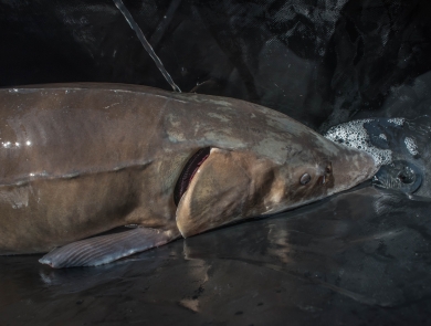 Closeup of lake sturgeon swimming in the Niagara River.