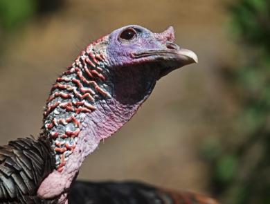 The pink wattled head and neck of a wild turkey