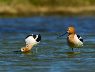 Two shorebirds with long, upcurved bills and orange feathered heads stand in a wetland. One bird has it's head down near the water to feed. 