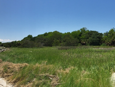 View fron the south end of Tybee NWR looking north up the Savannah River