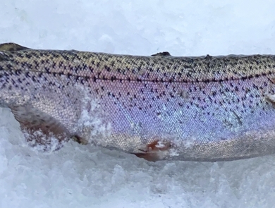 Trout fish, with pinkish color, rests on ice.