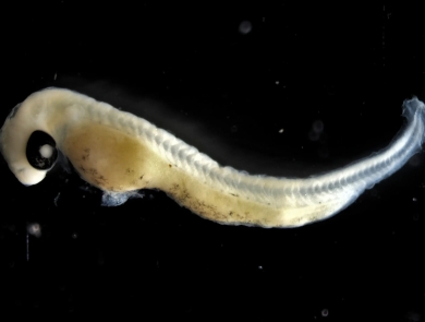A tiny fish larval set against a dark background. The small fish has not fully developed so no fins, gills etc.