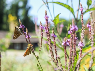 Two butterflies on purple flowers with a building in the background