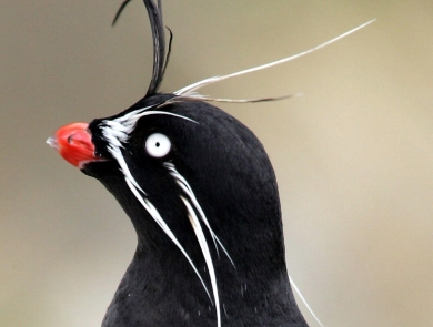 The side profile of a whiskered auklet with black body feathers, a bright orange beak, white eye, white whiskers extending down past its neck and above its head, and a black whisker curled from its forehead.