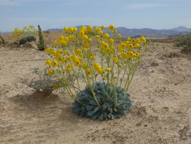 A bright yellow flower in a desert landscape with mountains in the background
