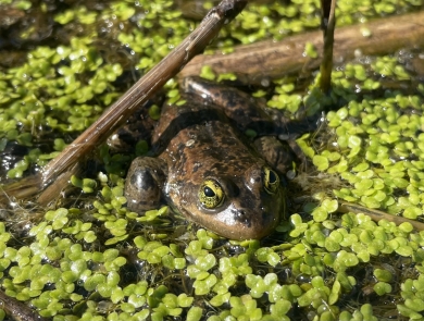 A single Oregon spotted frog sitting in shallow water with duckweed and scattered vegetation.