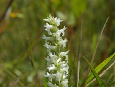 Ute Ladies’-tresses
