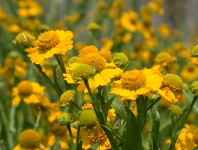 Bright yellow flowers with long green stems growing outside