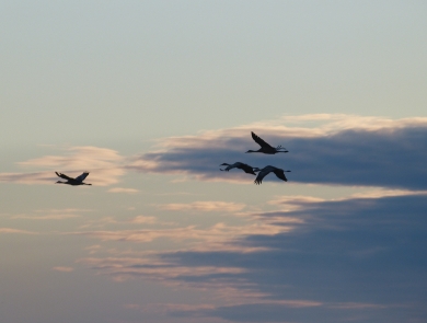 4 birds silhouetted in the sky against clouds