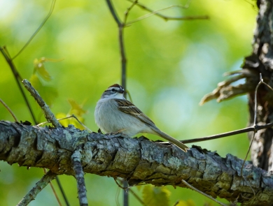A small sparrow with a white throat, brown cap, and black line through its eye perches on a pine tree branch with a blurry green forest background.