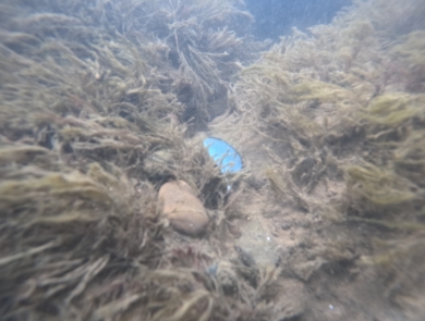 An oystermussel displays its bright blue lure, sitting between algae covered rocks.