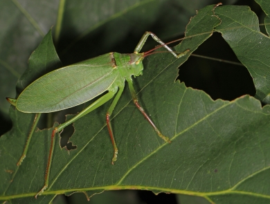 Common true katydid on a leaf