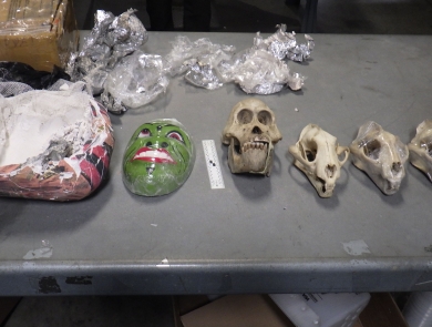 A green ceramic mask of a human face sits beside three animal skulls on a metal table next to an opened package