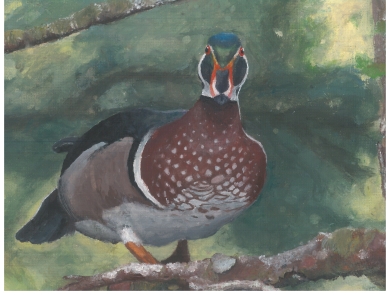 Painting of Wood Duck 