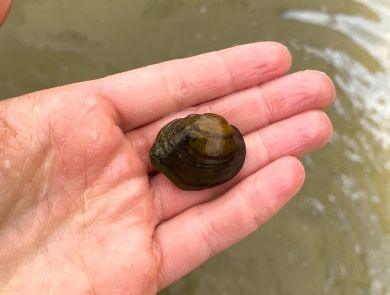 A hand holds a freshwater mussel that is about an inch wide.
