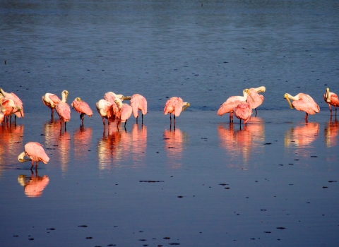 Several wading roseate spoonbills