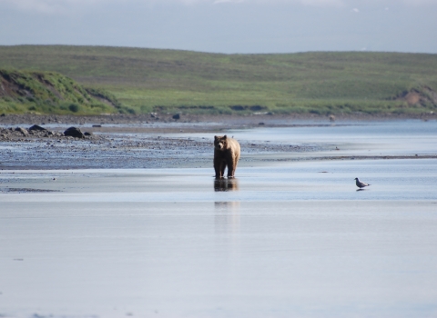 bear walking in a lagoon