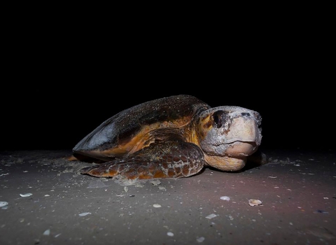 Loggerhead Sea Turtle on the beach