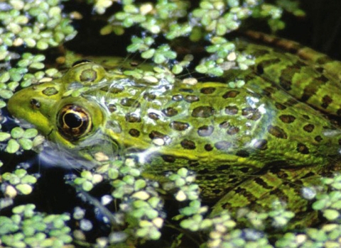 Spotted frog rests on the surface of a pond, surrounded by duckweed.