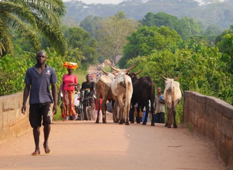 A group of people walk across a stone bridge, while cattle with thick horns pass, heading in the other direction. One woman carries a bundle on her head, and in the background there's lush greenery. 