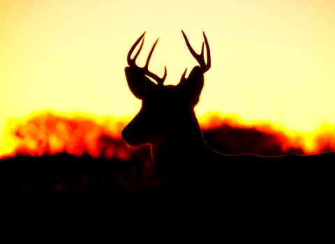 White Tailed Deer at Sunrise Lacreek NWR