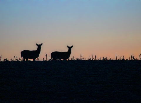 White-tailed deer are silhouetted against a pre-dawn sky in North Dakota.