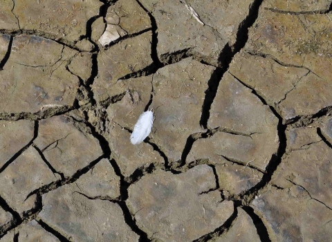 A single white feather rests on cracked, brown, dry mud. 