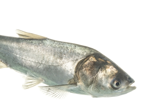 A silver fish in front of a white background