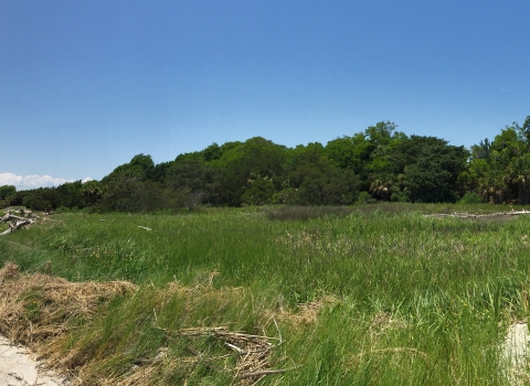 View fron the south end of Tybee NWR looking north up the Savannah River