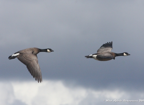 two geese flying; geese are brown bodied with black heads and white cheek patch