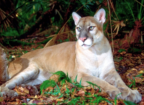An image of a Florida Panther resting on the ground.
