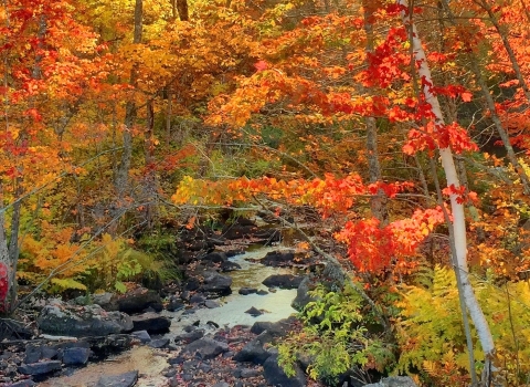 A stream cutting through a beautiful forest, whose trees' leaves are orange, yellow, red and green 