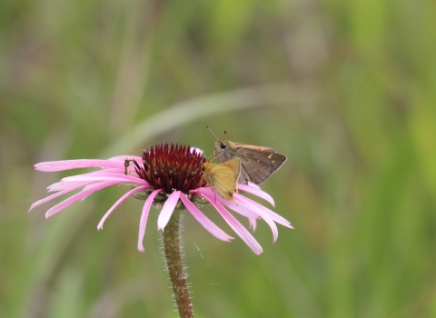 A pair of Dakota skipper butterflies on a purple coneflower
