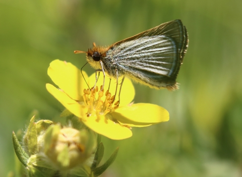 Poweshiek skipperling sipping nectar from a yellow flower