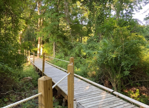 A boardwalk weaves through the trees of a forest. Lining the boardwalk is a railing made of rope. It is a sunny day.. 
