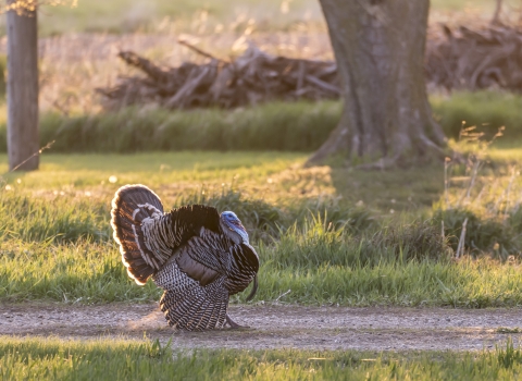A male turkey struts down a gravel road. 