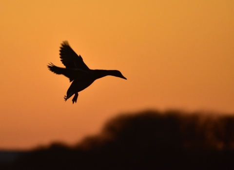 Mallard in flight during dusk. 