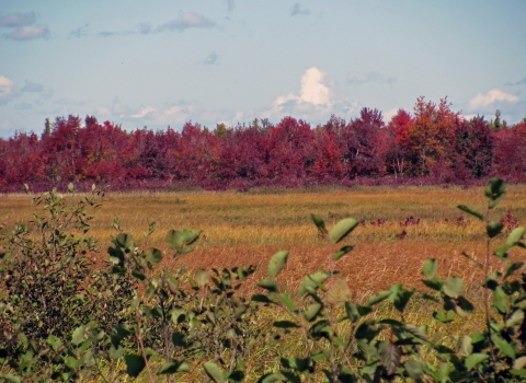Green shrubs in the foreground are backed by golden wetland plants in the middle distance and red-leaved trees in the back, all under a partly cloudy sky