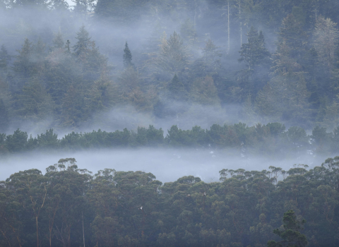 A foggy morning in a coastal forest