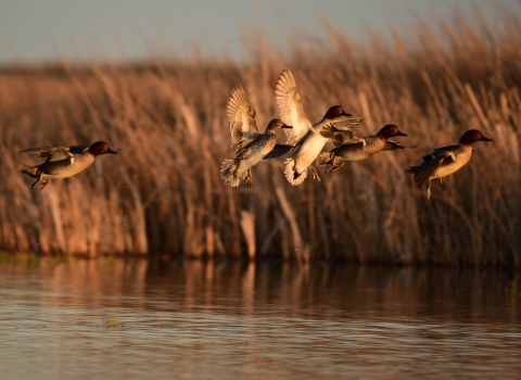 Green winged teal flushing from the wetlands at Seedskadee National Wildlife Refuge 