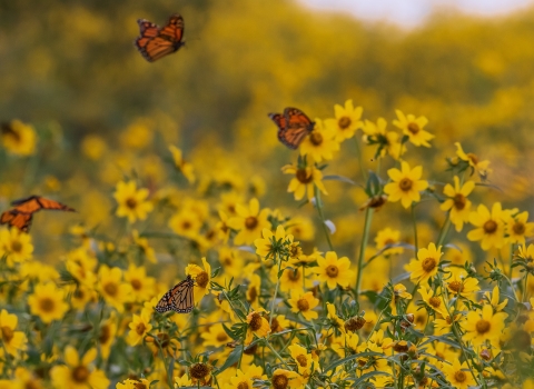 Monarch butterflies fly in a wildflower field.