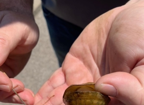 Western Fanshell mussel with conglutinate