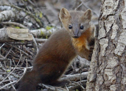 a small furry mammal next to a tree