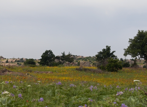 A mixed grass prairie blooming in red, yellow, purple and white abuts a rocky oak scrubland in the distance