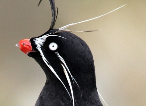 The side profile of a whiskered auklet with black body feathers, a bright orange beak, white eye, white whiskers extending down past its neck and above its head, and a black whisker curled from its forehead.