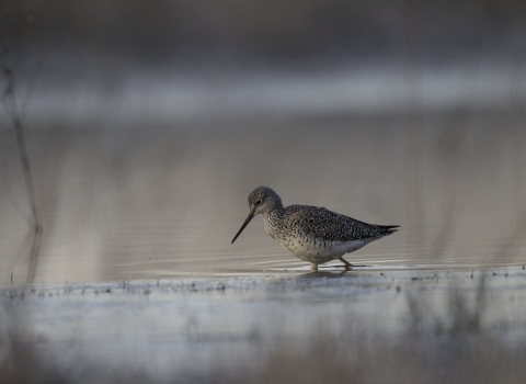 Buff-colored and white shorebird wades into wetland with waters in the distance