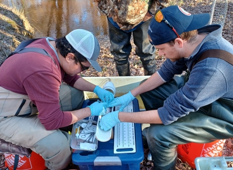 Environmental and Natural Resource Program staff wearing gloves use surgical tools to collect fin clips from a captured river herring on the banks of a creek. 