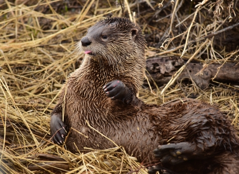 A river otter laying on its side in some golden-colored reeds with its tongue out and left paw raised. 