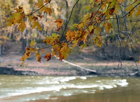 Maple leaves hang over rapids on a river.