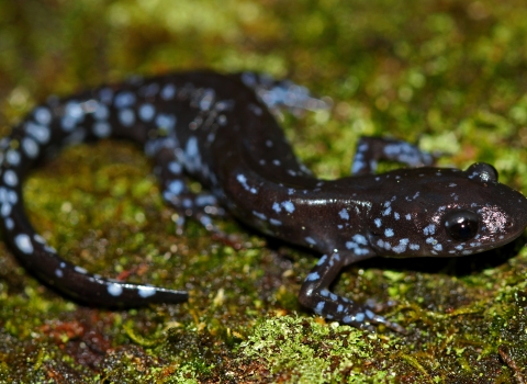 A dark grey salamander with light blue spots on a bed of green moss